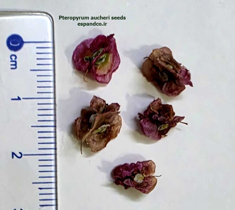 Pteropyrum aucheri seeds